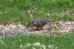 052 Dove, Mourning, 2023-05201909 Mount Auburn Cemetery, MA